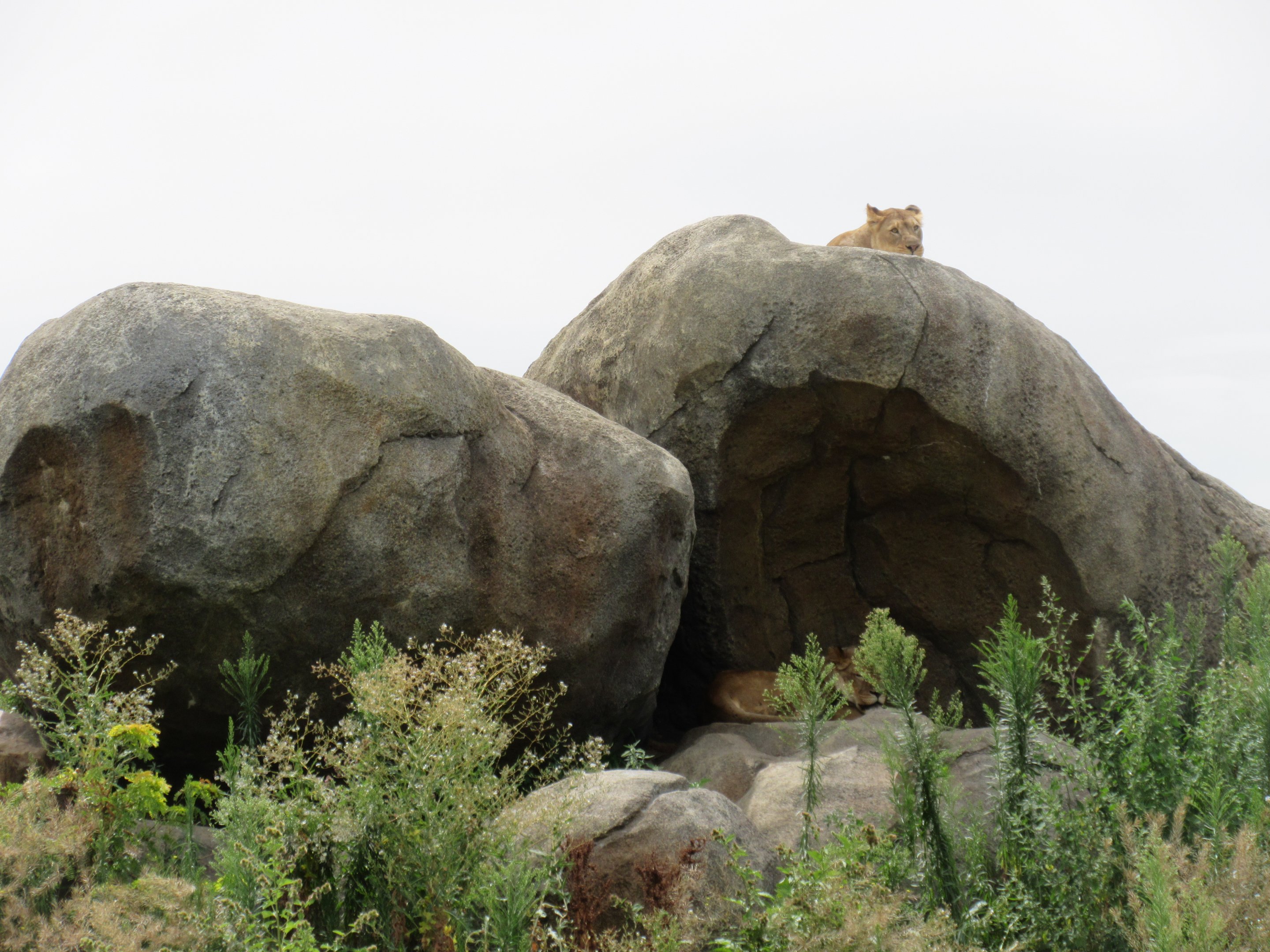 African Grasslands - Lion Exhibit (see two lions?)