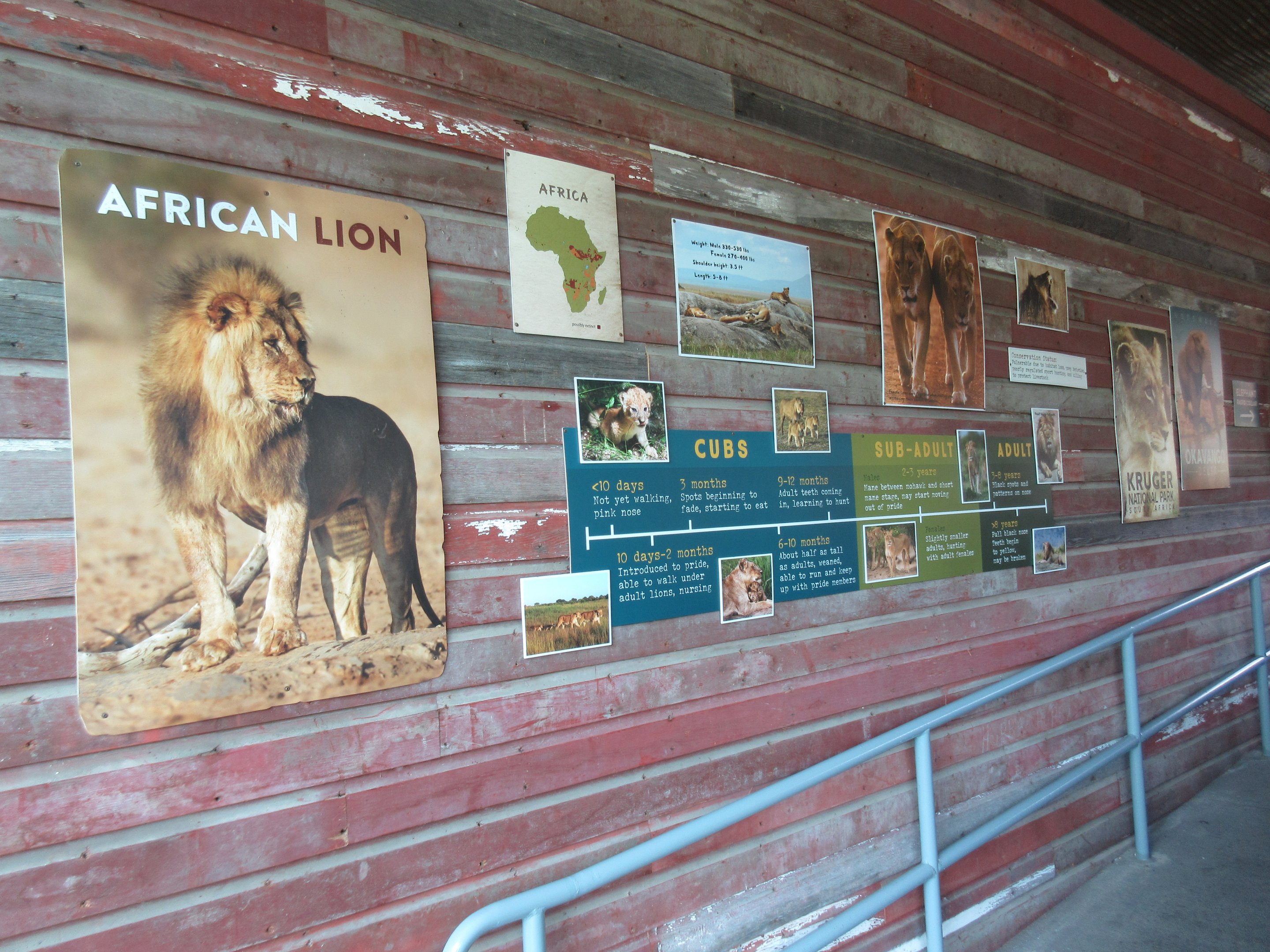 African Grasslands - Lion Exhibit Signs