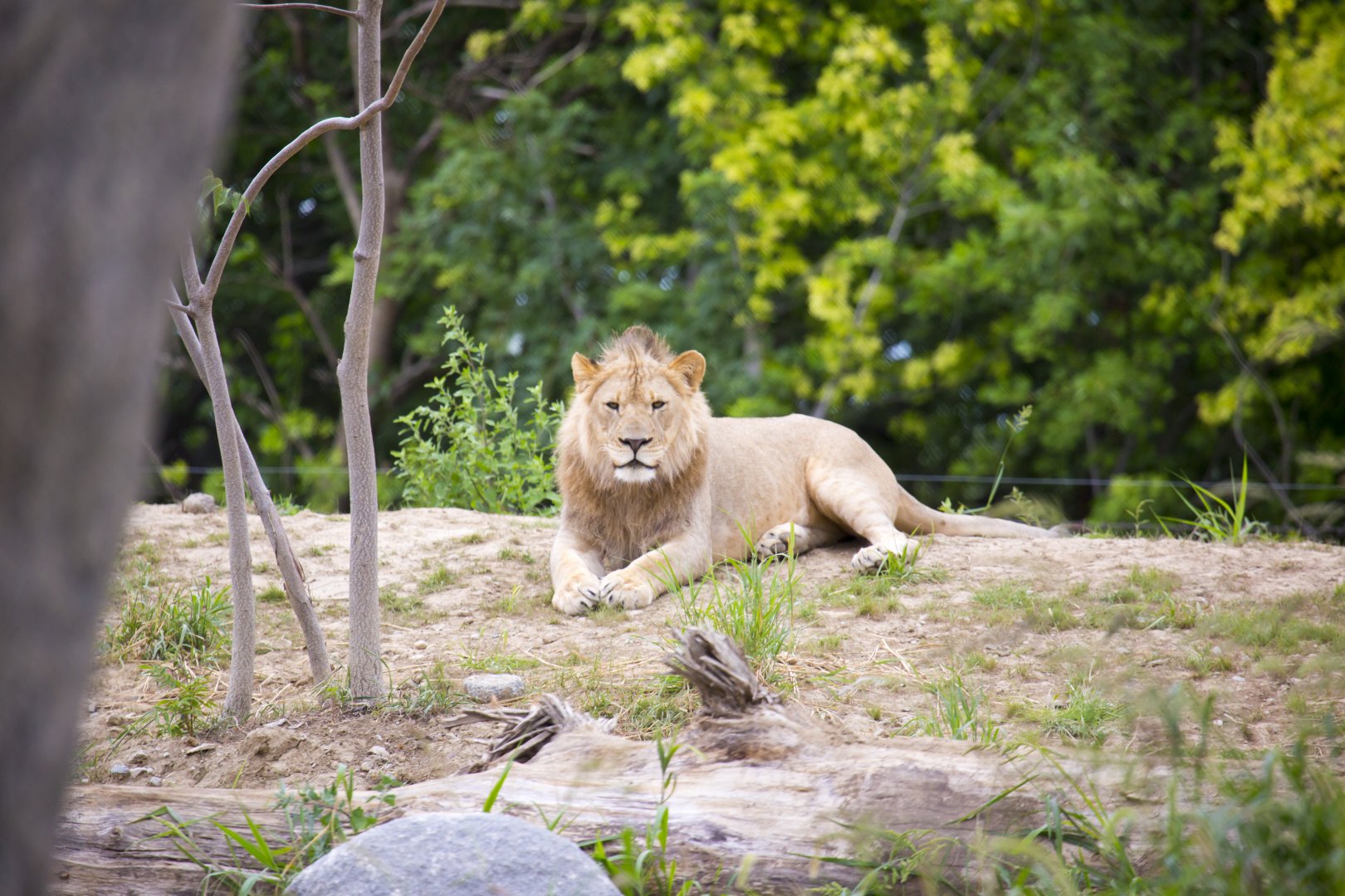 African Grasslands Lion Exhibit