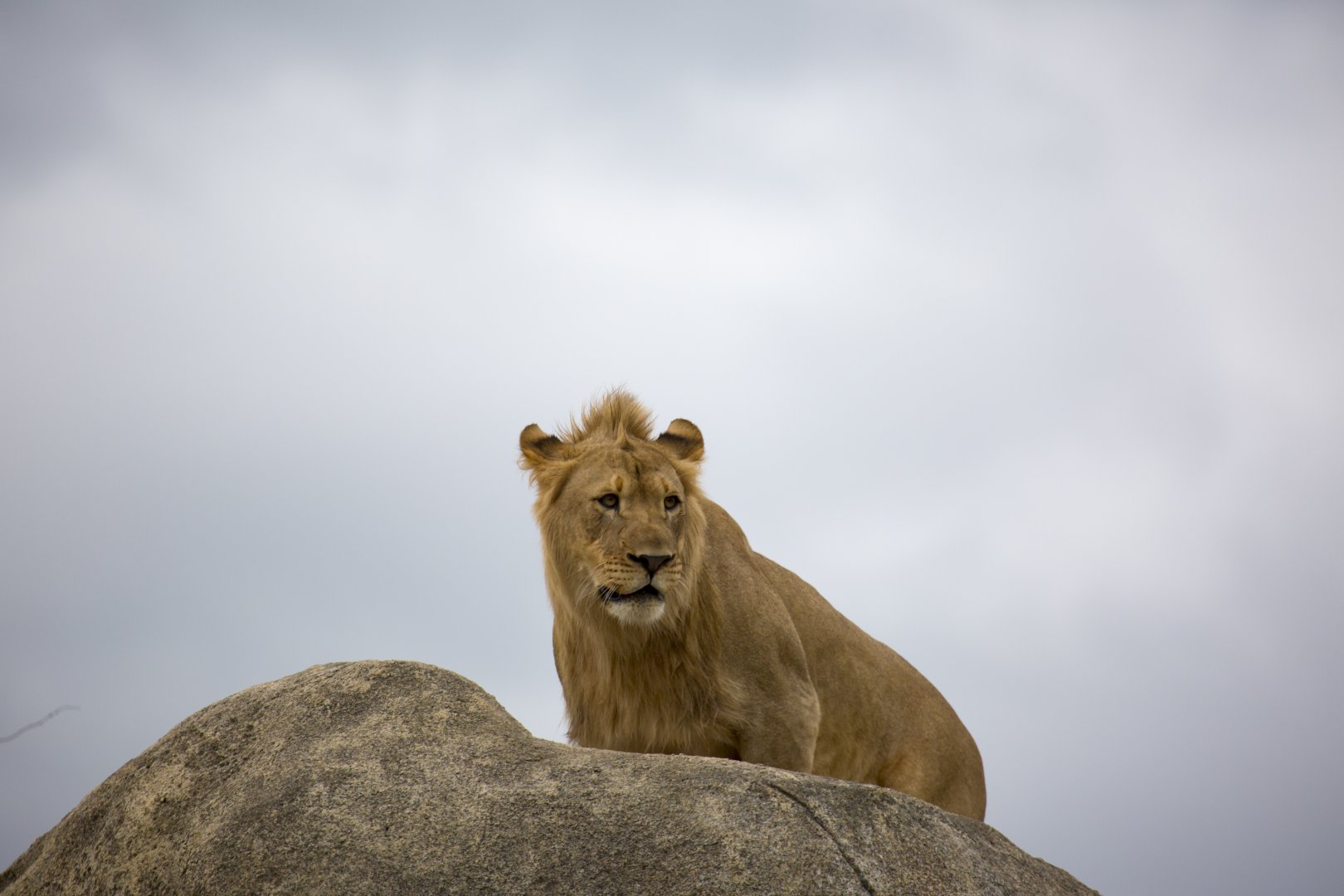 African Grasslands Lion Exhibit