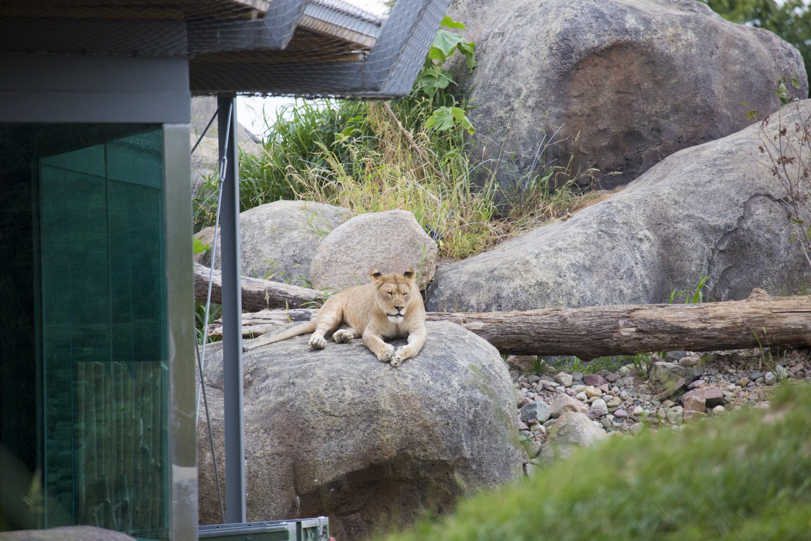 African Grasslands Lion exhibit