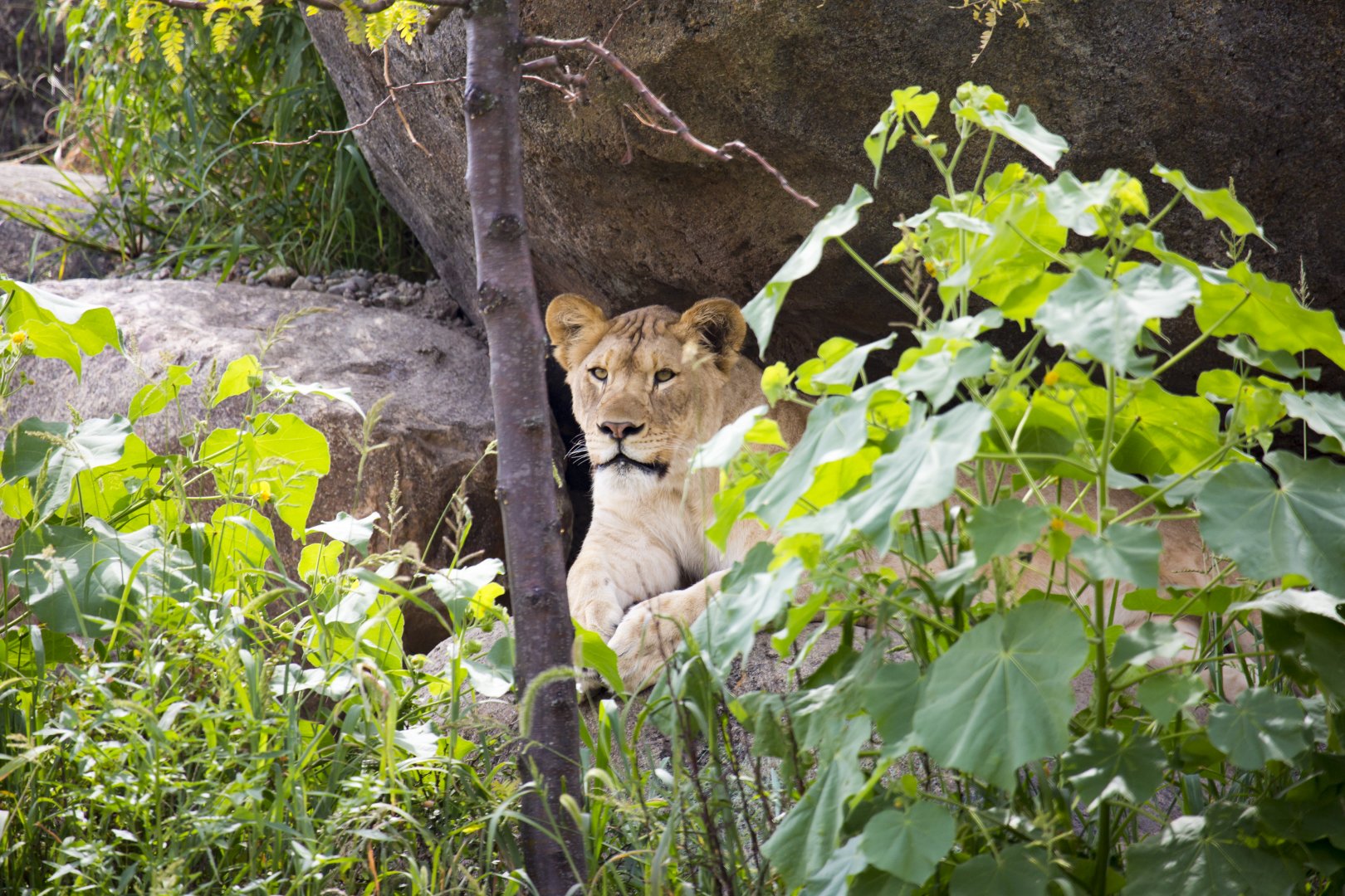 African Grasslands Lion Exhibit