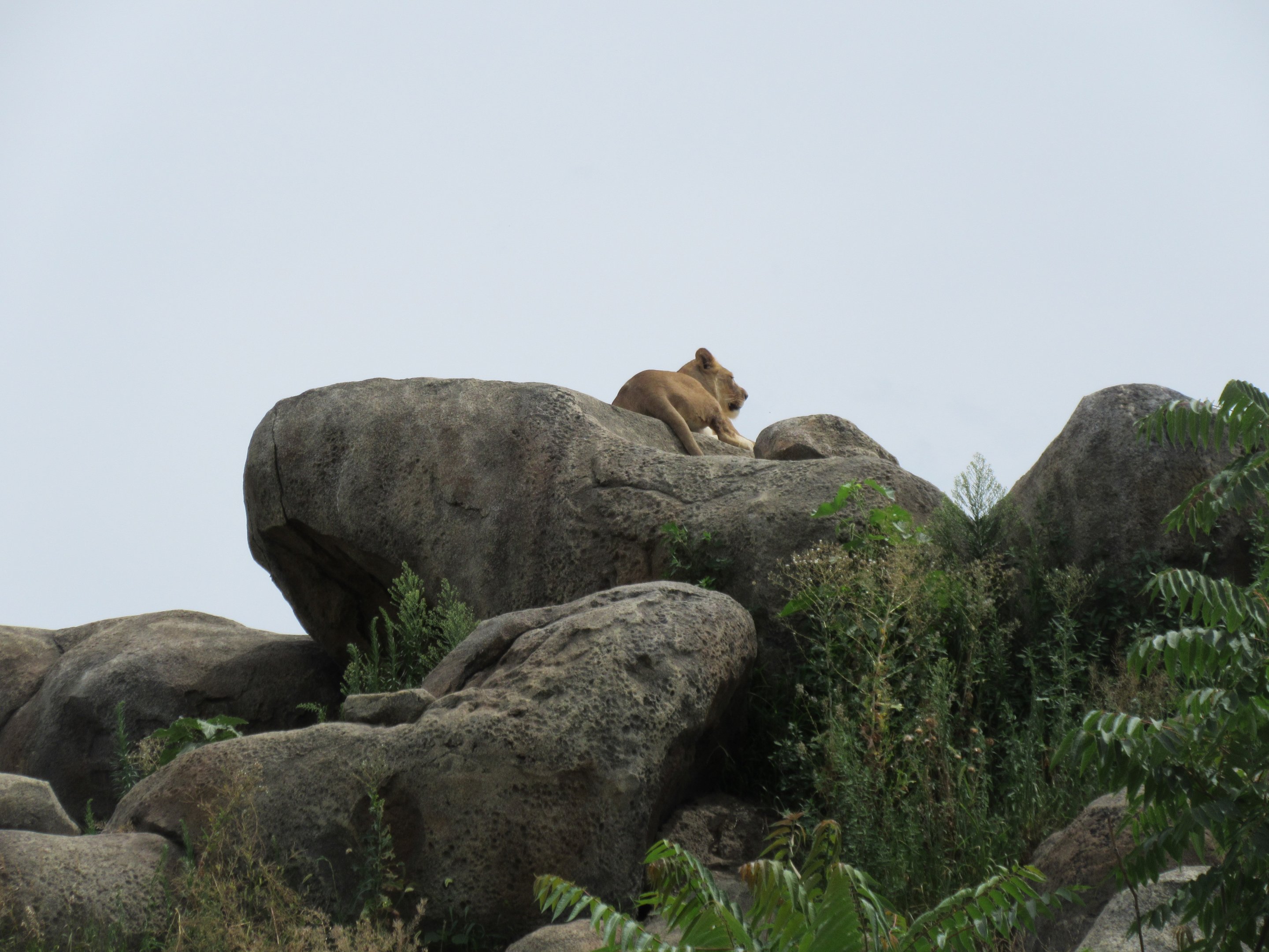 African Grasslands - Lion Exhibit