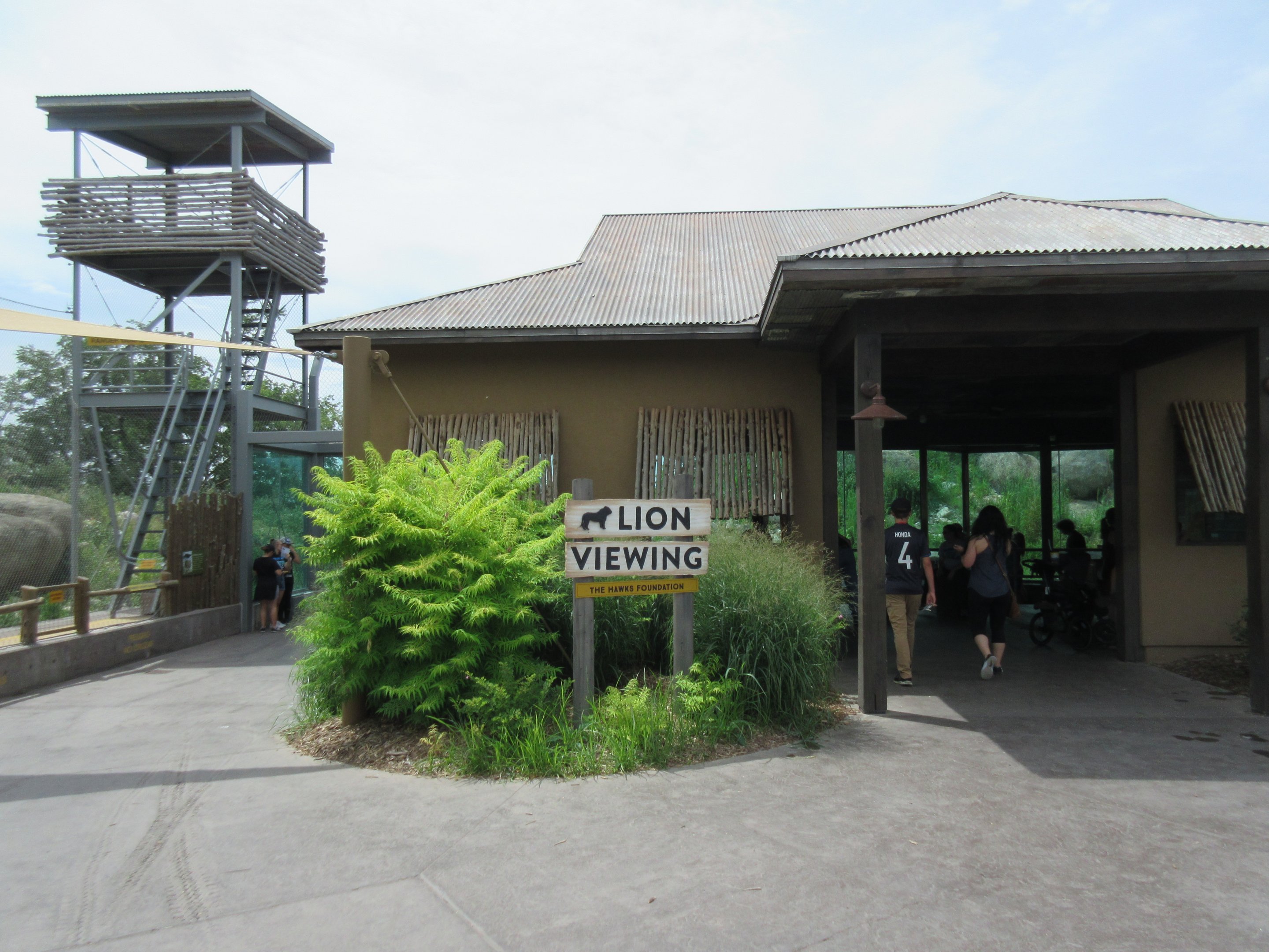 African Grasslands - Lion Exhibit