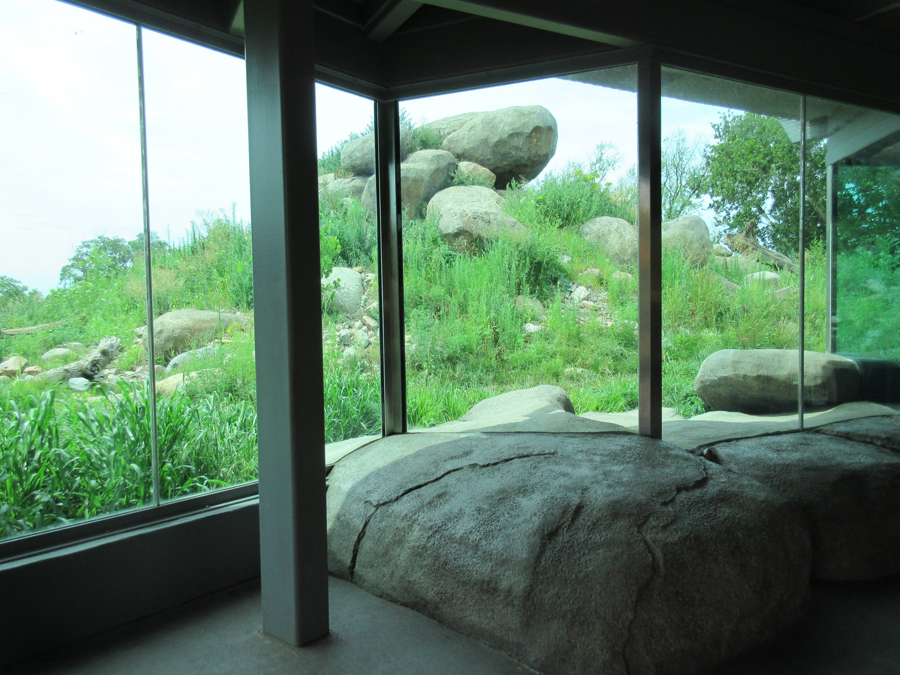 African Grasslands - Lion Exhibit