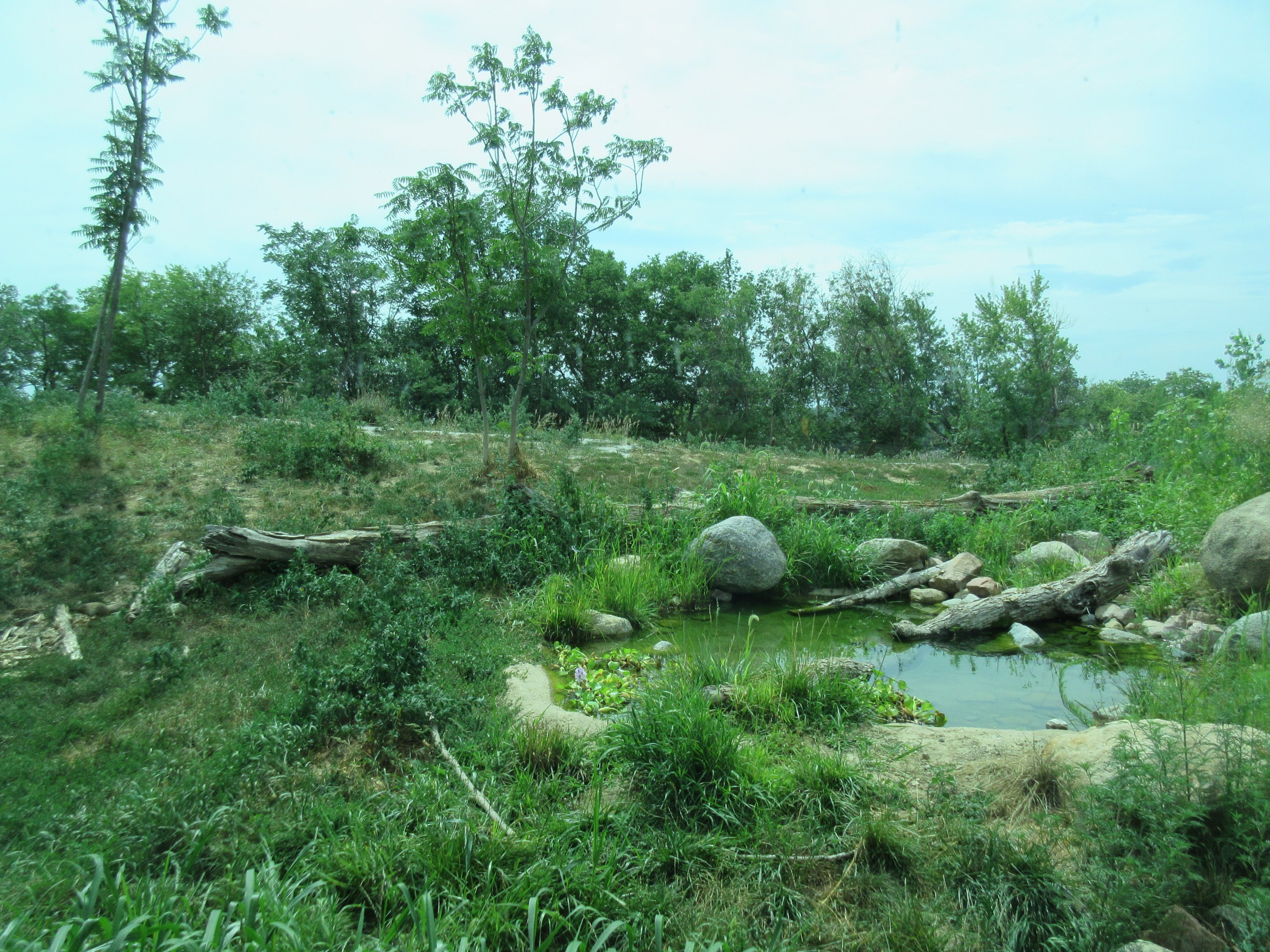 African Grasslands - Lion Exhibit