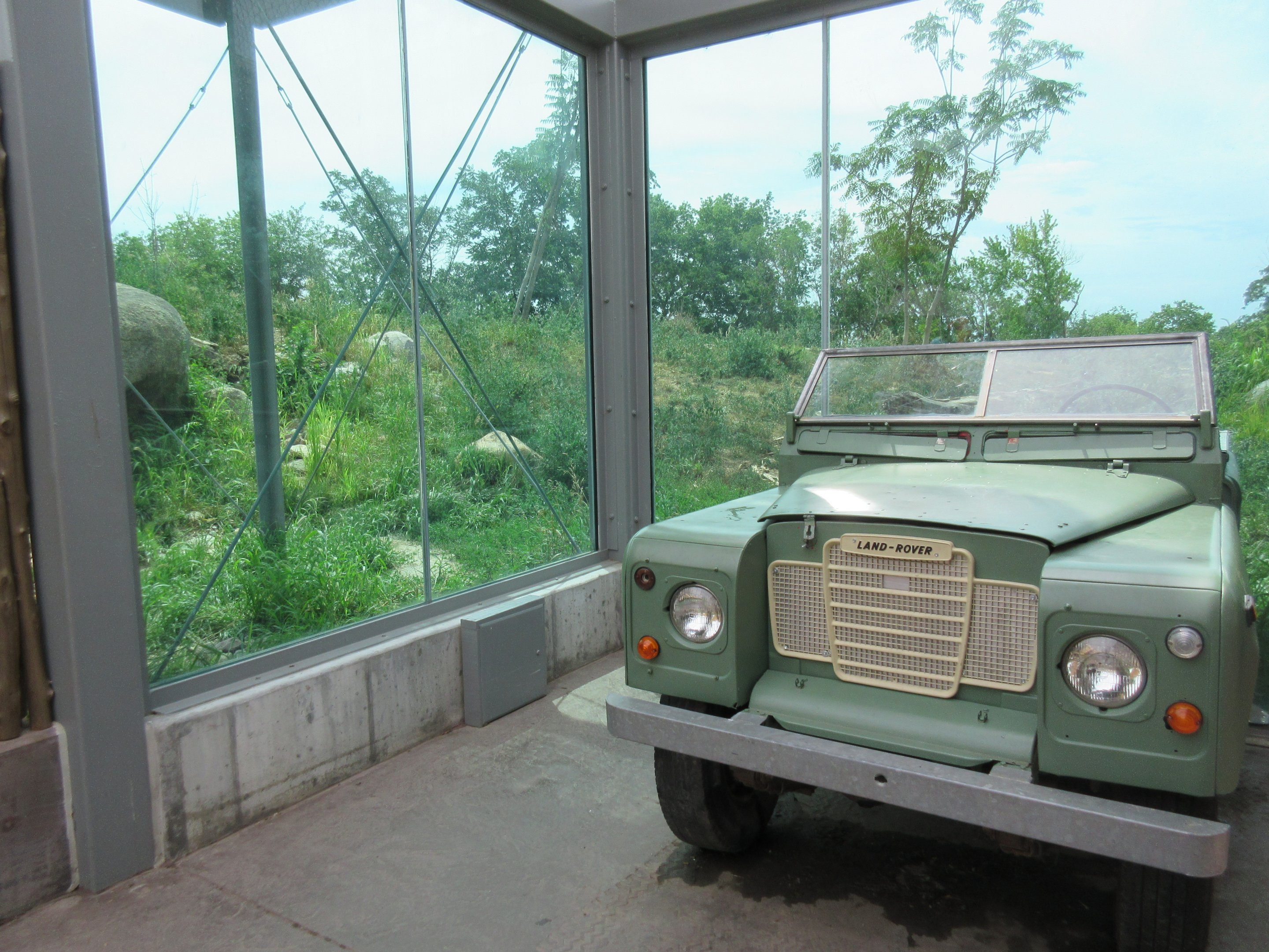 African Grasslands - Lion Exhibit