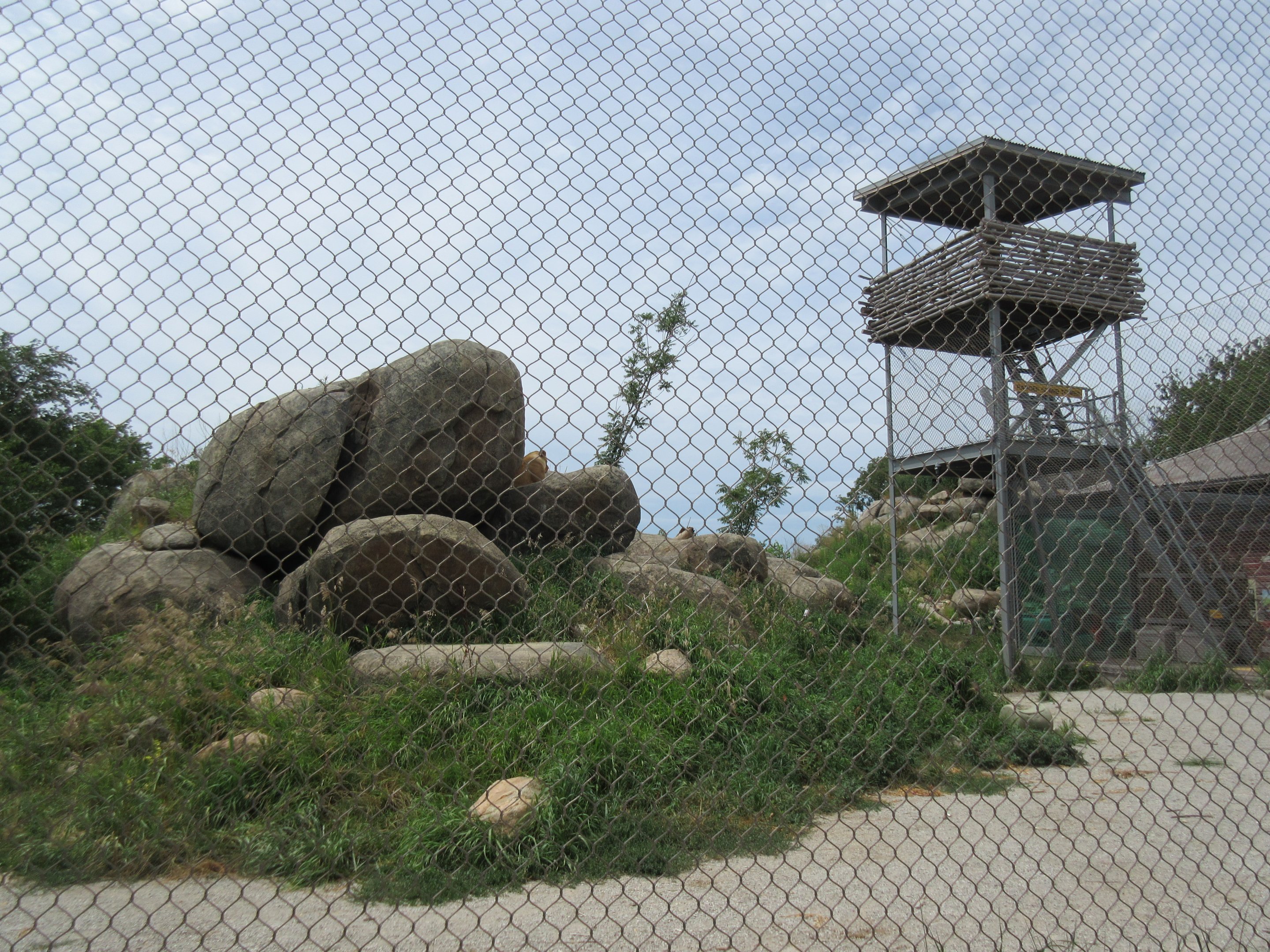 African Grasslands - Lion Exhibit