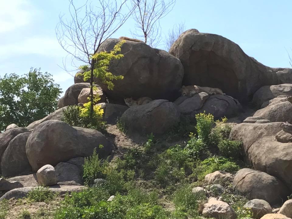African Grasslands- Lion