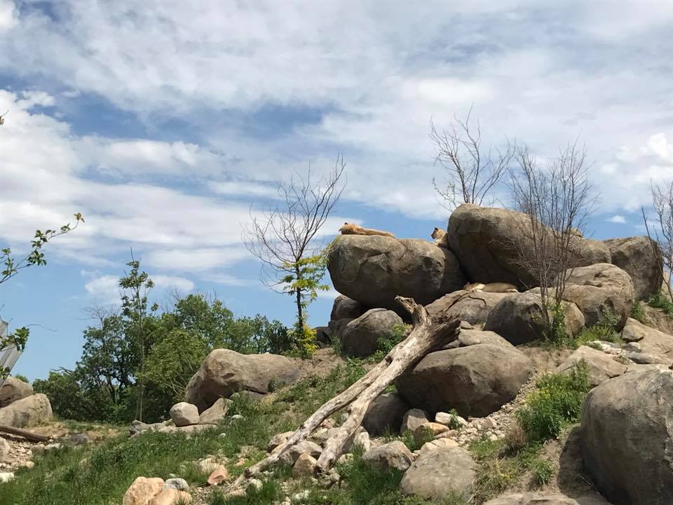 African Grasslands- Lion