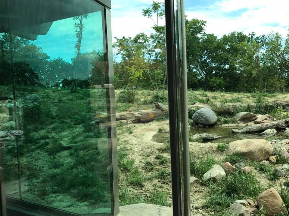 African Grasslands- Lion