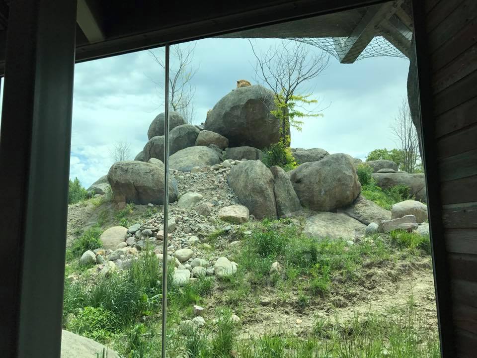 African Grasslands- Lion