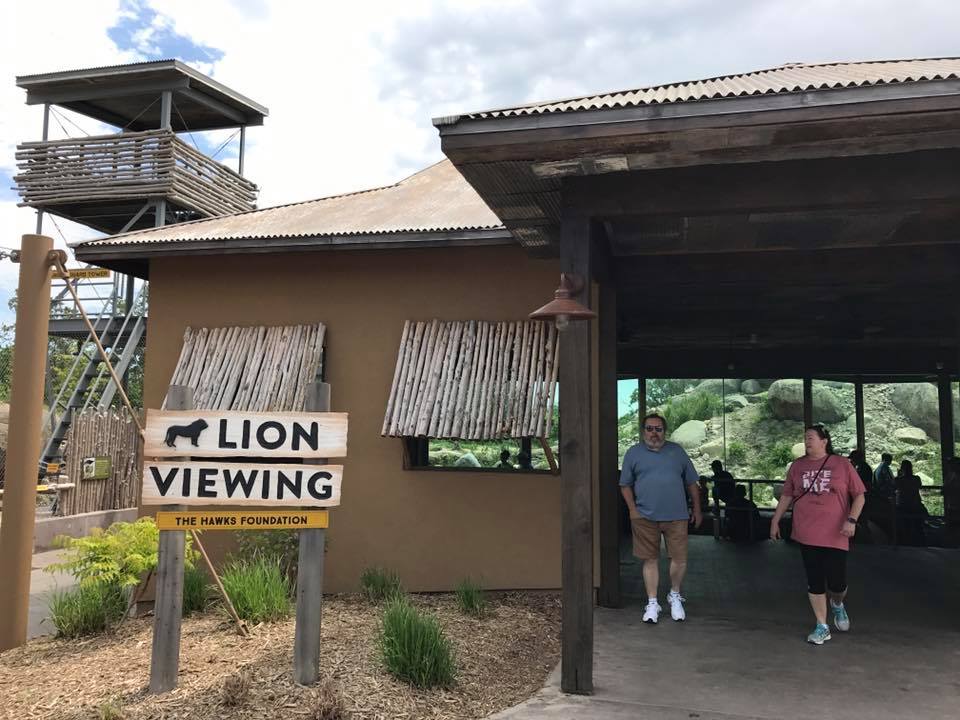 African Grasslands- Lion