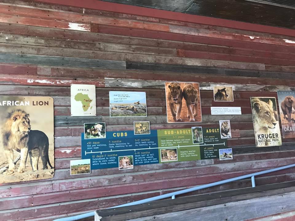 African Grasslands- Lion