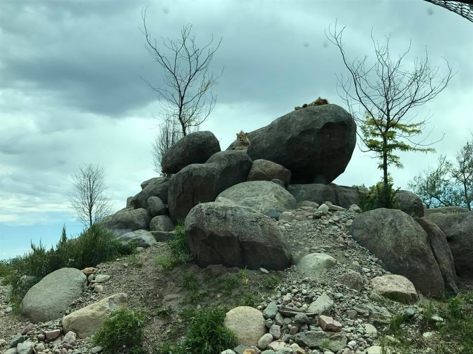 African Grasslands- Lion