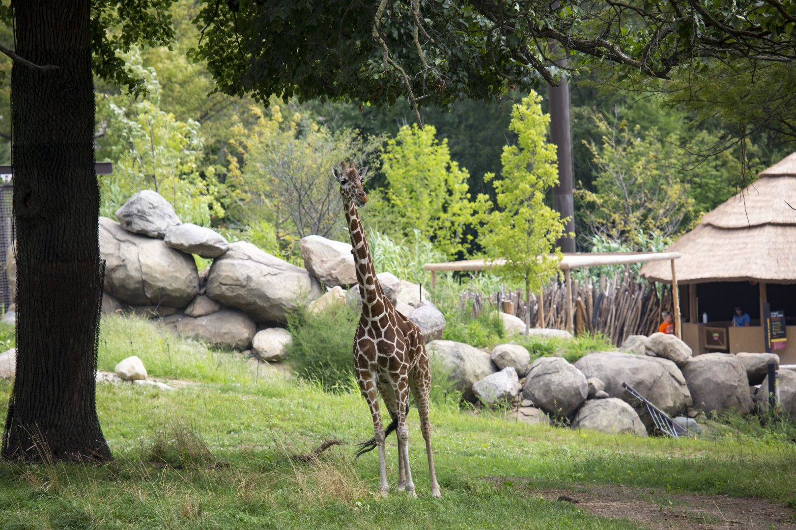 African Grasslands Mixed Species Exhibit - Giraffe