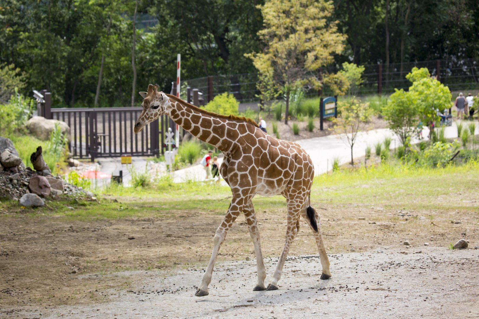 African Grasslands Mixed Species Exhibit - Giraffe
