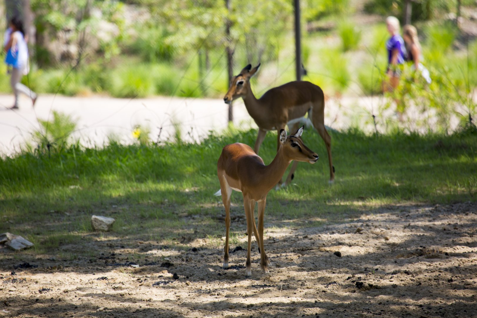African Grasslands Mixed Species Exhibit - Impala