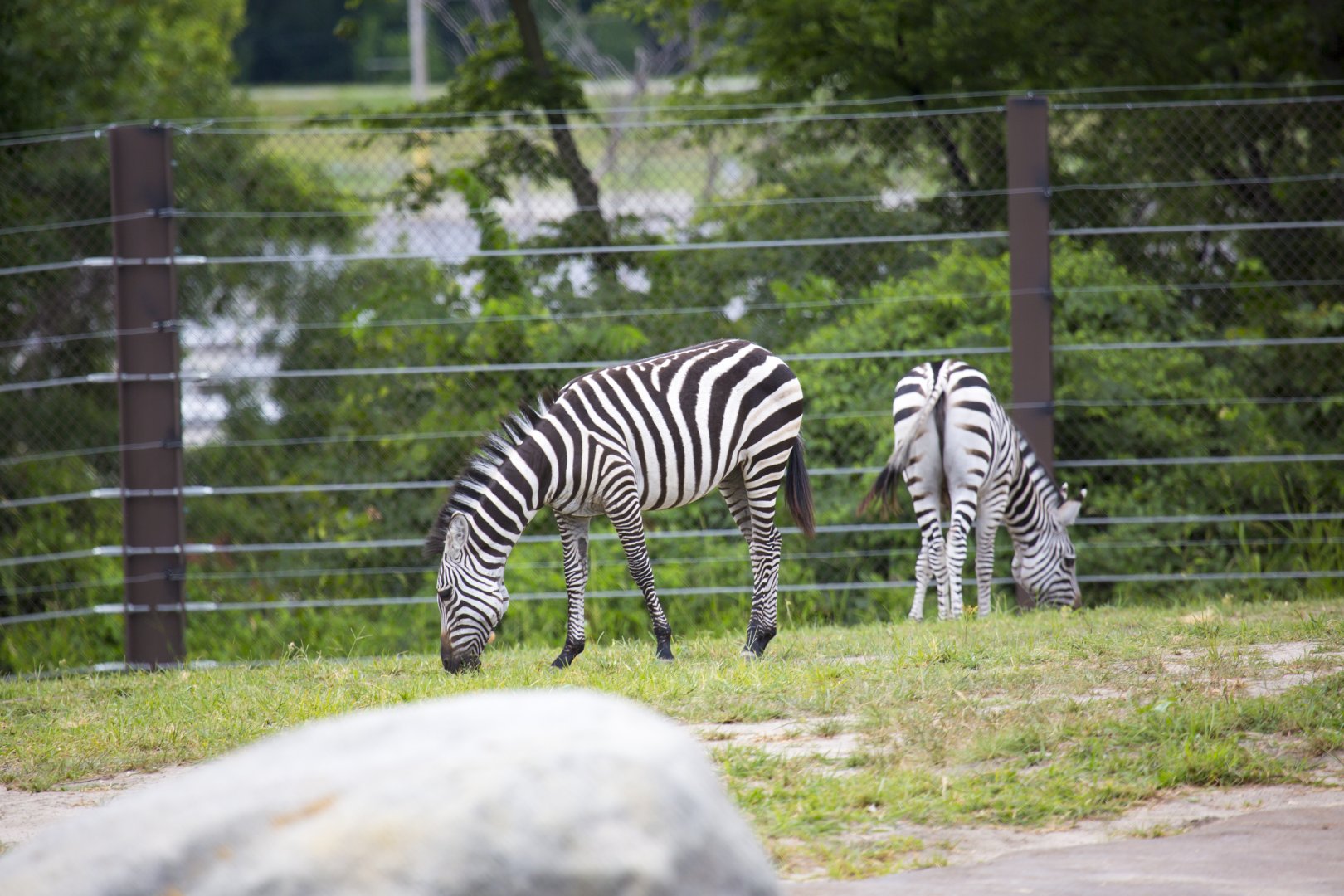 African Grasslands Mixed Species Exhibit - Zebras
