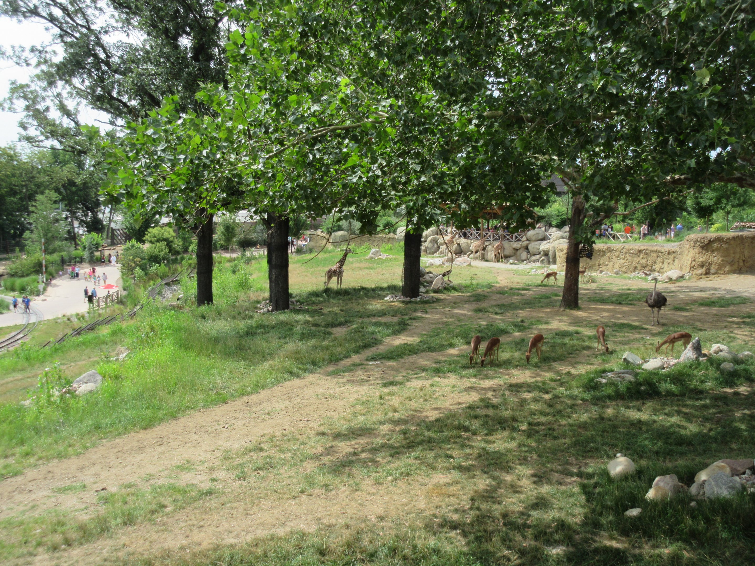 African Grasslands - Multi-Acre Giraffe/Impala/Ostrich/White Stork Savanna