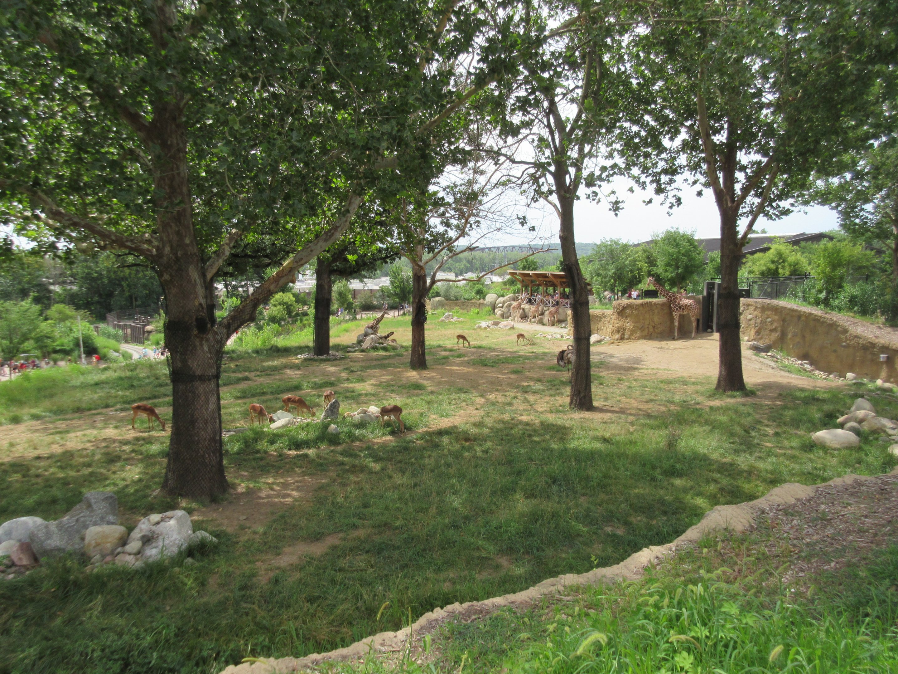 African Grasslands - Multi-Acre Giraffe/Impala/Ostrich/White Stork Savanna