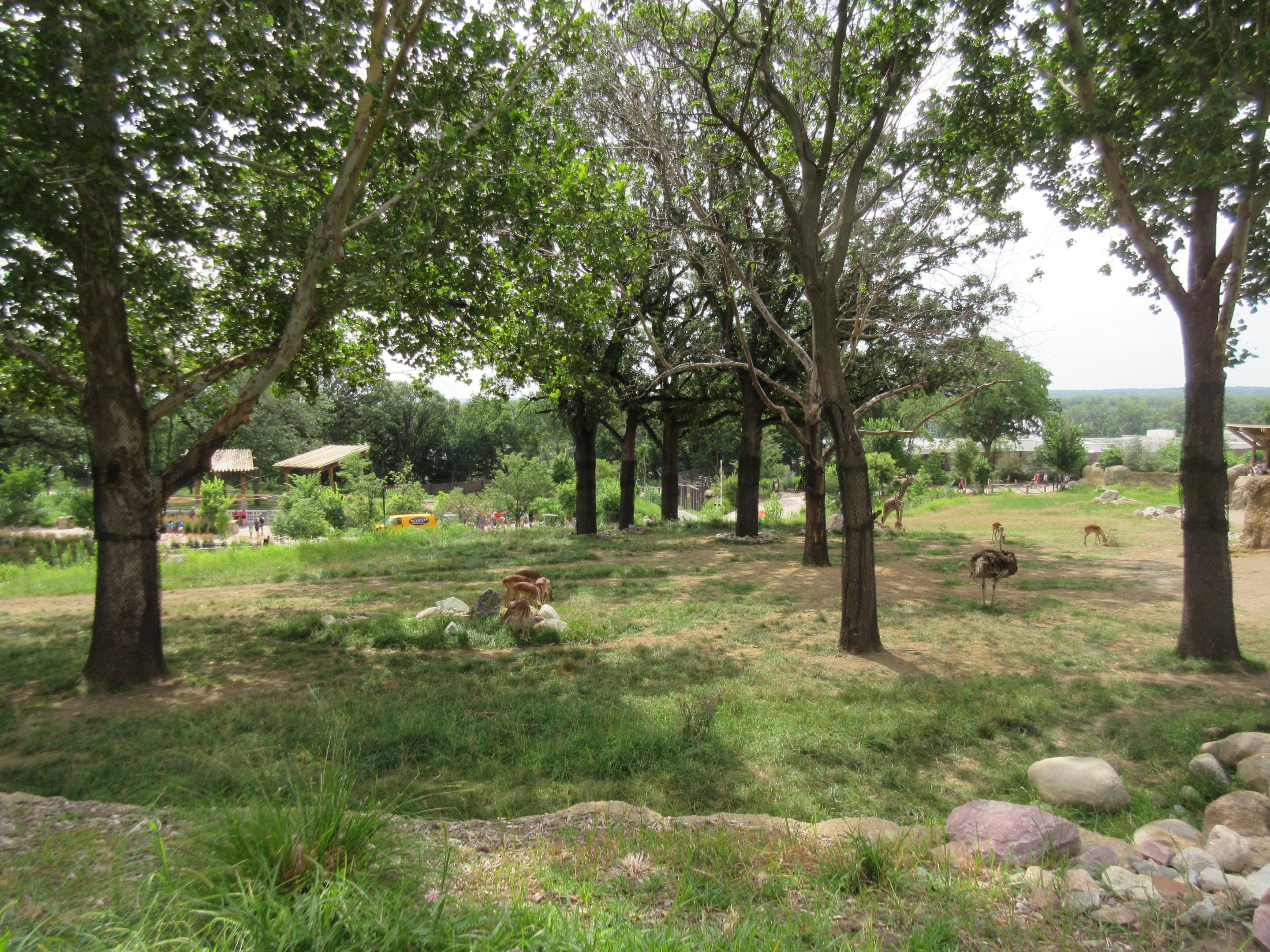 African Grasslands - Multi-Acre Giraffe/Impala/Ostrich/White Stork Savanna
