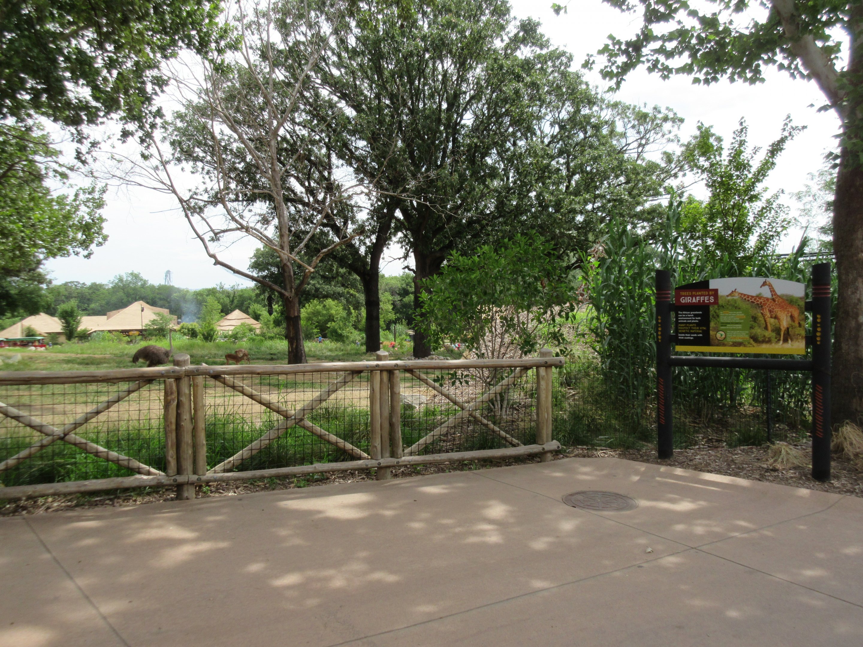 African Grasslands - Multi-Acre Giraffe/Impala/Ostrich/White Stork Savanna