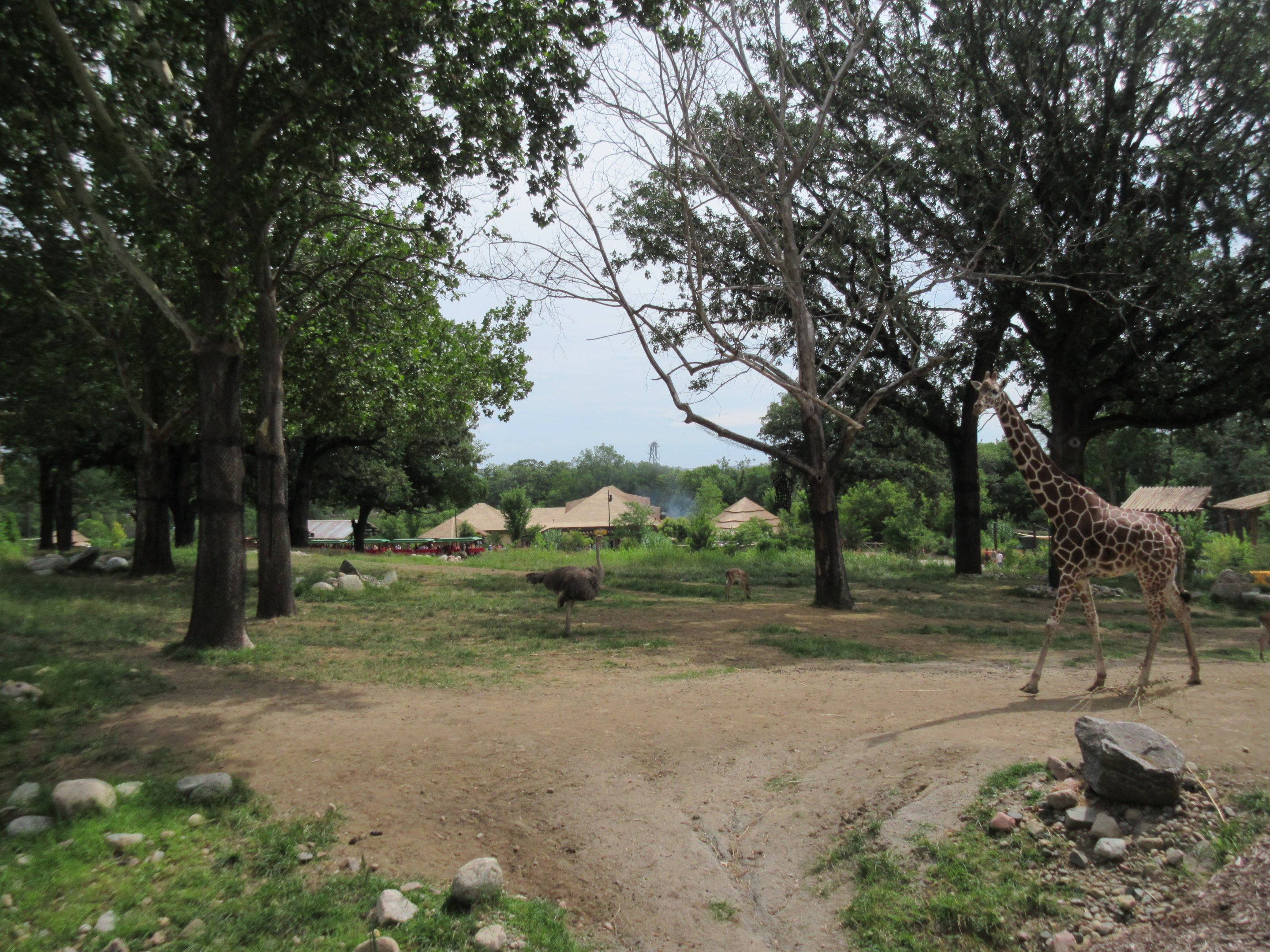 African Grasslands - Multi-Acre Giraffe/Impala/Ostrich/White Stork Savanna