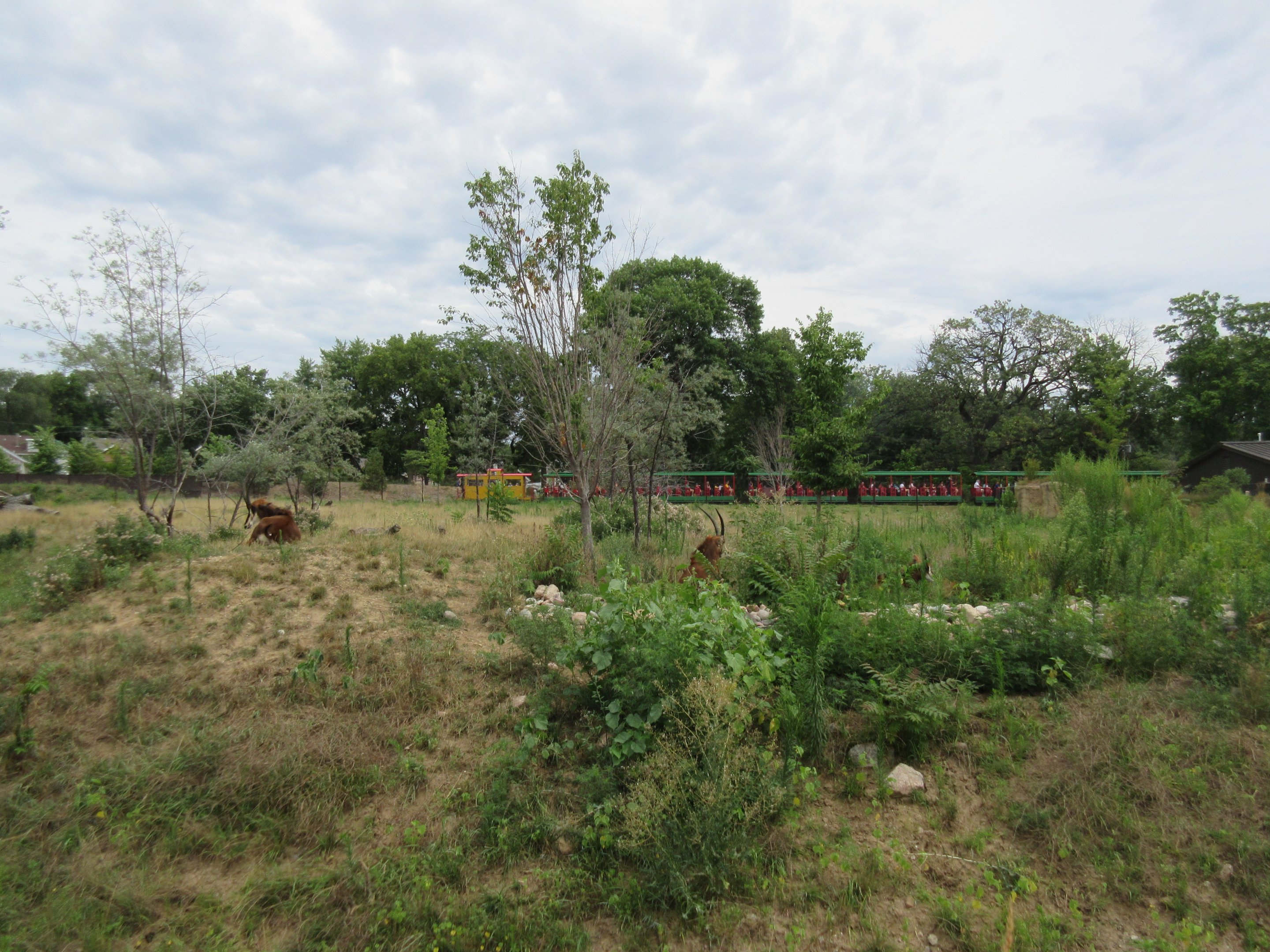 African Grasslands - Multi-Acre Sable Antelope Exhibit