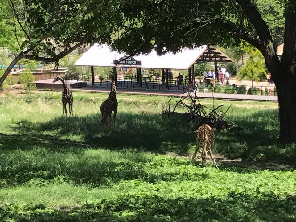 African Grasslands- Reticulated Giraffe, White Rhinoceros, Impala, Ostrich