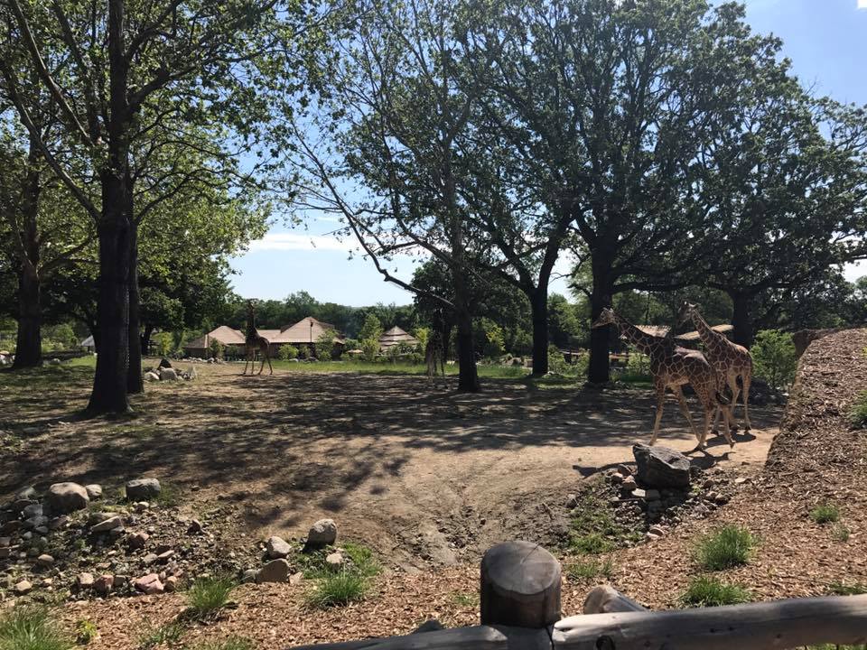 African Grasslands- Reticulated Giraffe, White Rhinoceros, Impala, Ostrich