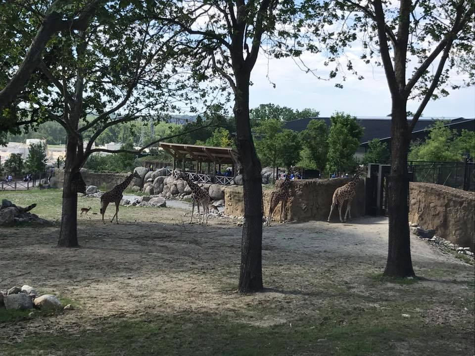African Grasslands- Reticulated Giraffe, White Rhinoceros, Impala, Ostrich