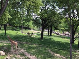 African Grasslands- Reticulated Giraffe, White Rhinoceros, Impala, Ostrich