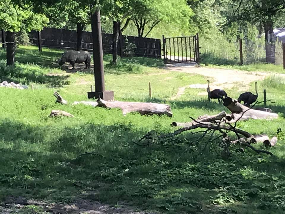 African Grasslands- Reticulated Giraffe, White Rhinoceros, Impala, Ostrich