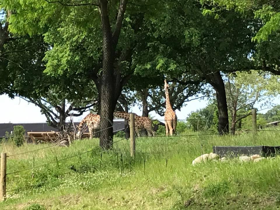 African Grasslands- Reticulated Giraffe, White Rhinoceros, Impala, Ostrich