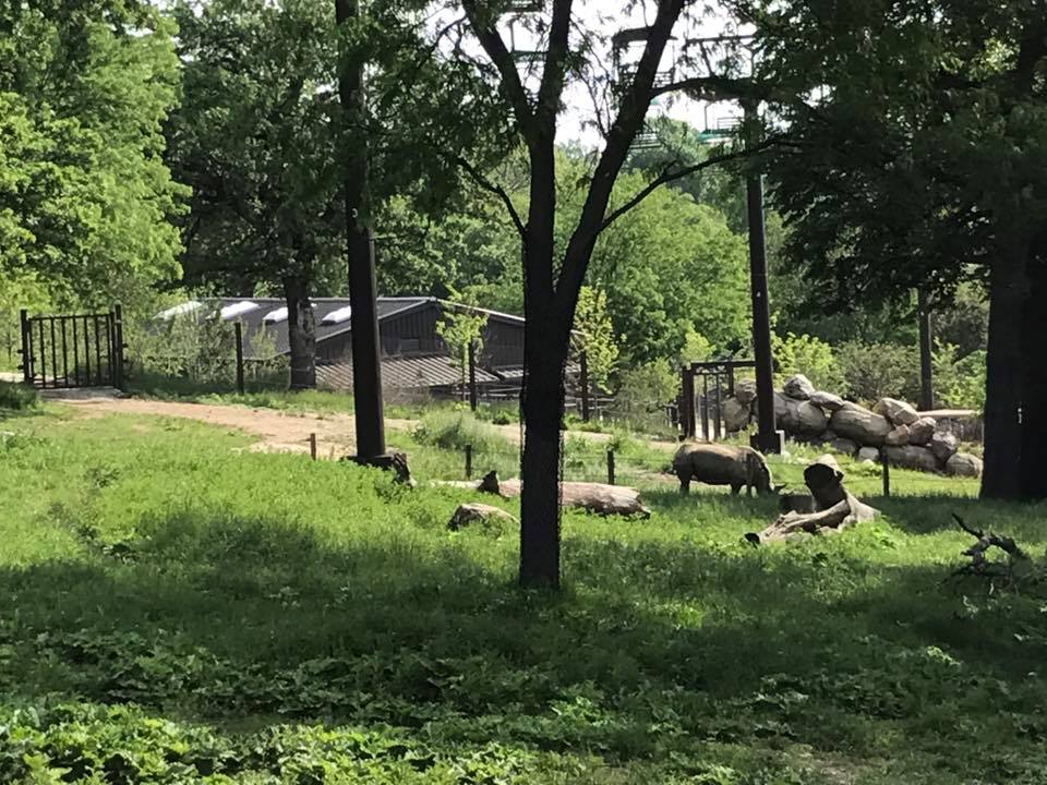 African Grasslands- Reticulated Giraffe, White Rhinoceros, Impala, Ostrich