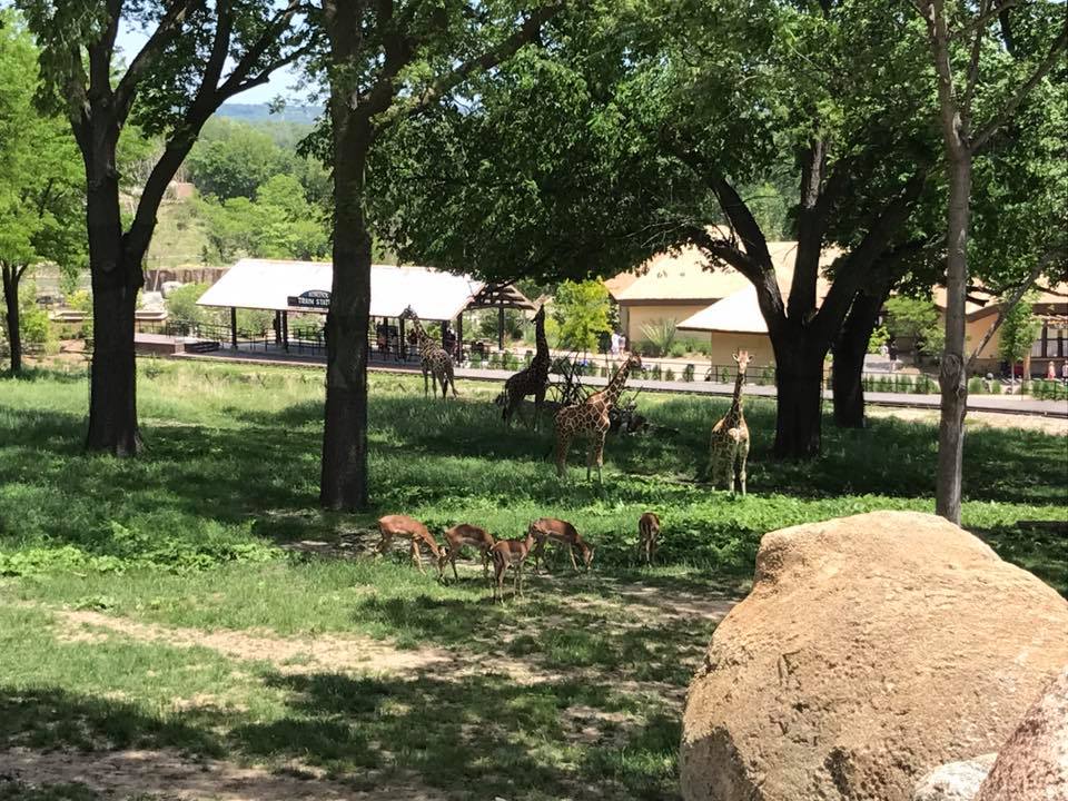 African Grasslands- Reticulated Giraffe, White Rhinoceros, Impala, Ostrich