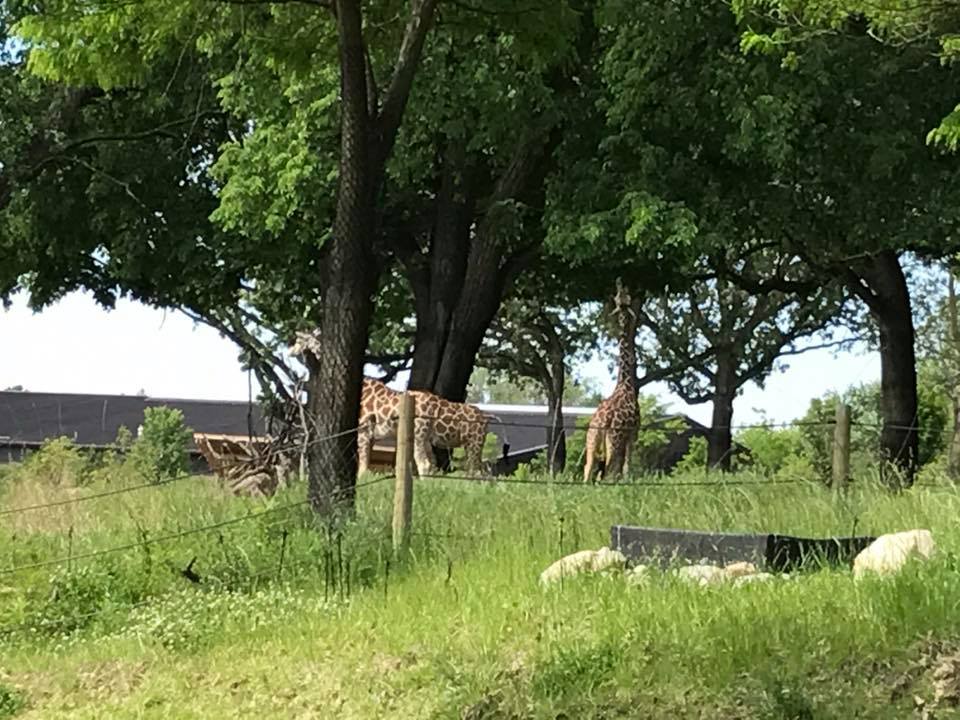 African Grasslands- Reticulated Giraffe, White Rhinoceros, Impala, Ostrich