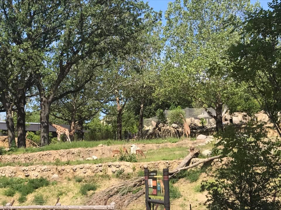 African Grasslands- Reticulated Giraffe, White Rhinoceros, Impala, Ostrich