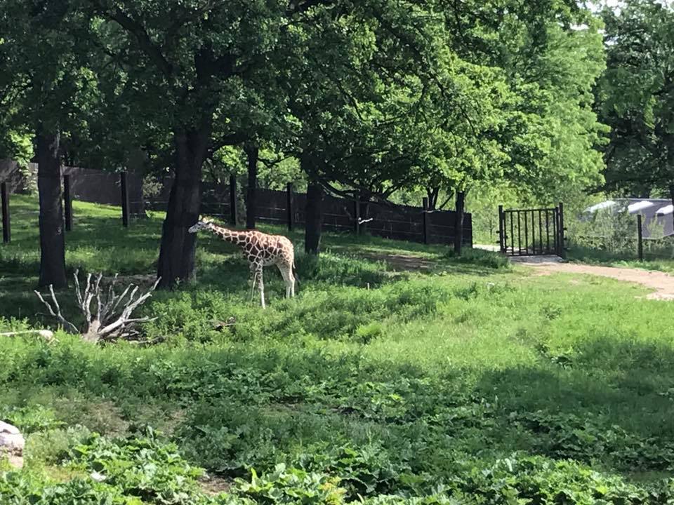 African Grasslands- Reticulated Giraffe, White Rhinoceros, Impala, Ostrich