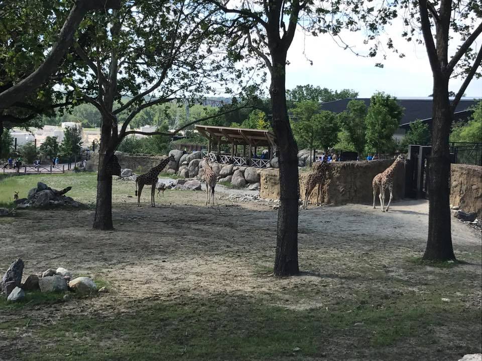 African Grasslands- Reticulated Giraffe, White Rhinoceros, Impala, Ostrich
