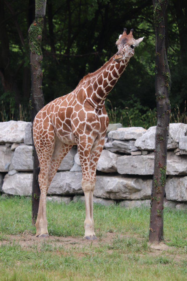 African Grasslands - Reticulated Giraffe