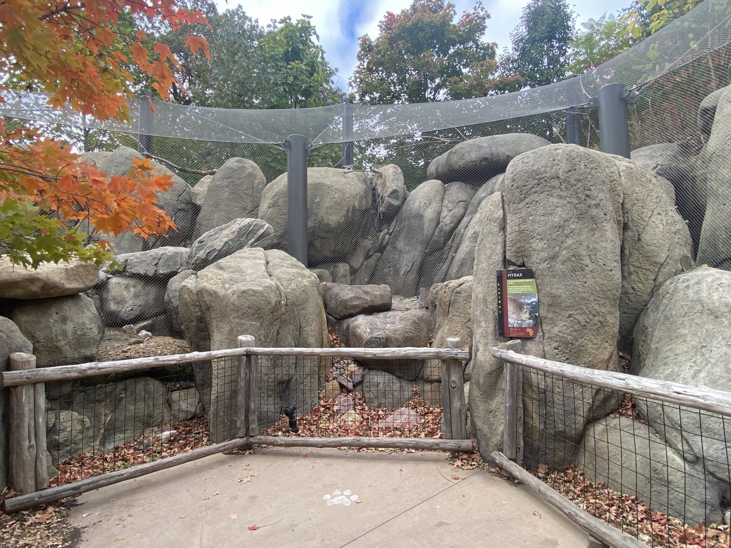African Grasslands - Rock Hyrax/Golden-Breasted Starling/Kenyan Crested Guineafowl/Cape Thick-Knee/African Red-billed Hornbill