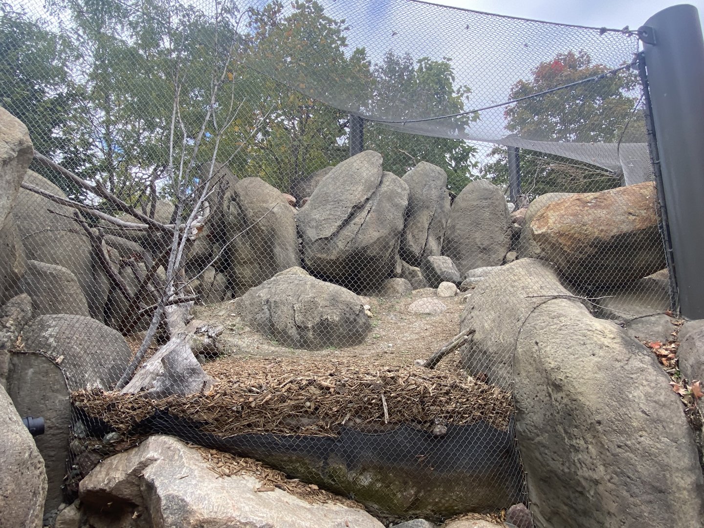 African Grasslands - Rock Hyrax/Golden-Breasted Starling/Kenyan Crested Guineafowl/Cape Thick-Knee/African Red-billed Hornbill