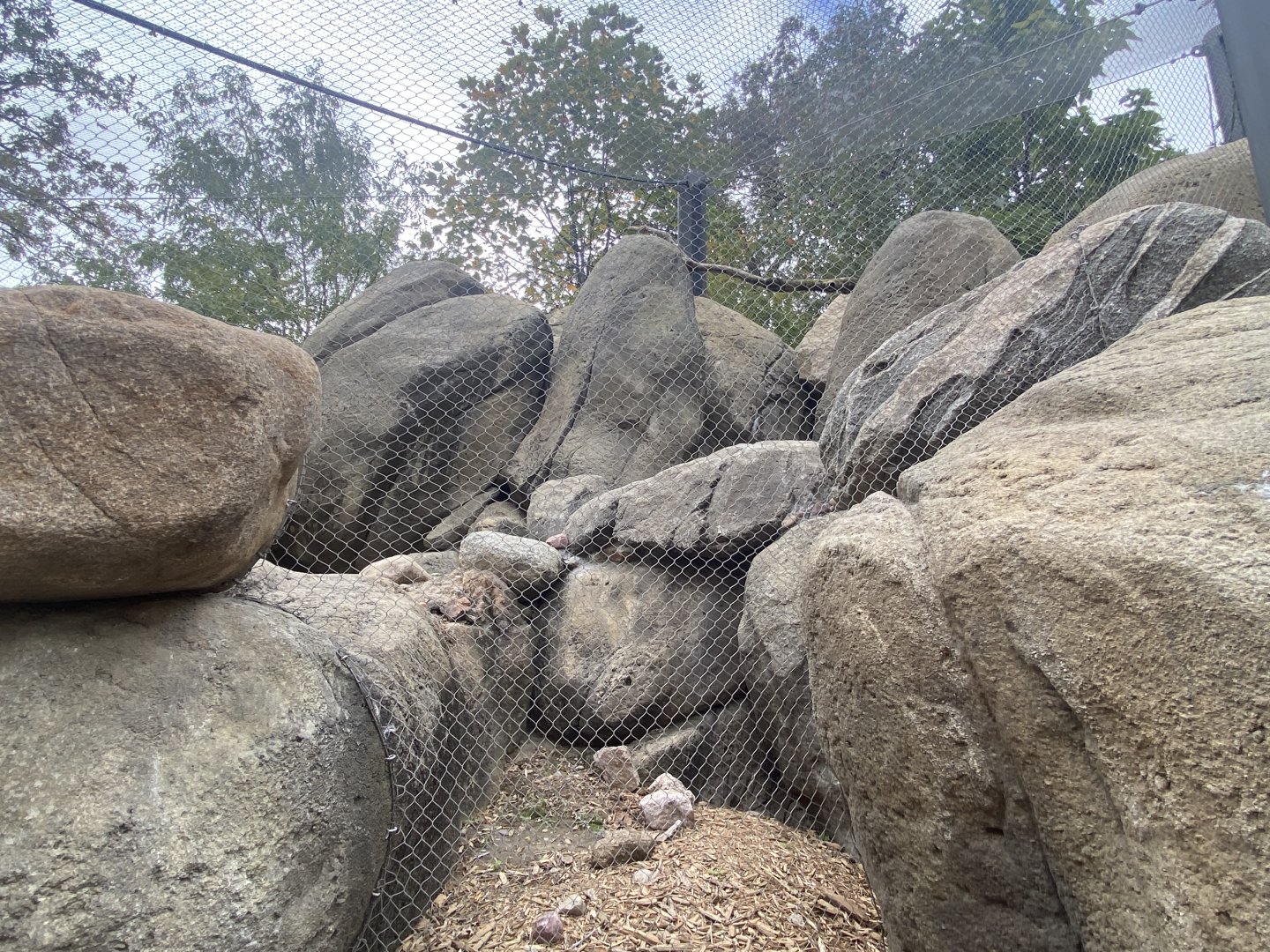 African Grasslands - Rock Hyrax/Golden-Breasted Starling/Kenyan Crested Guineafowl/Cape Thick-Knee/African Red-billed Hornbill