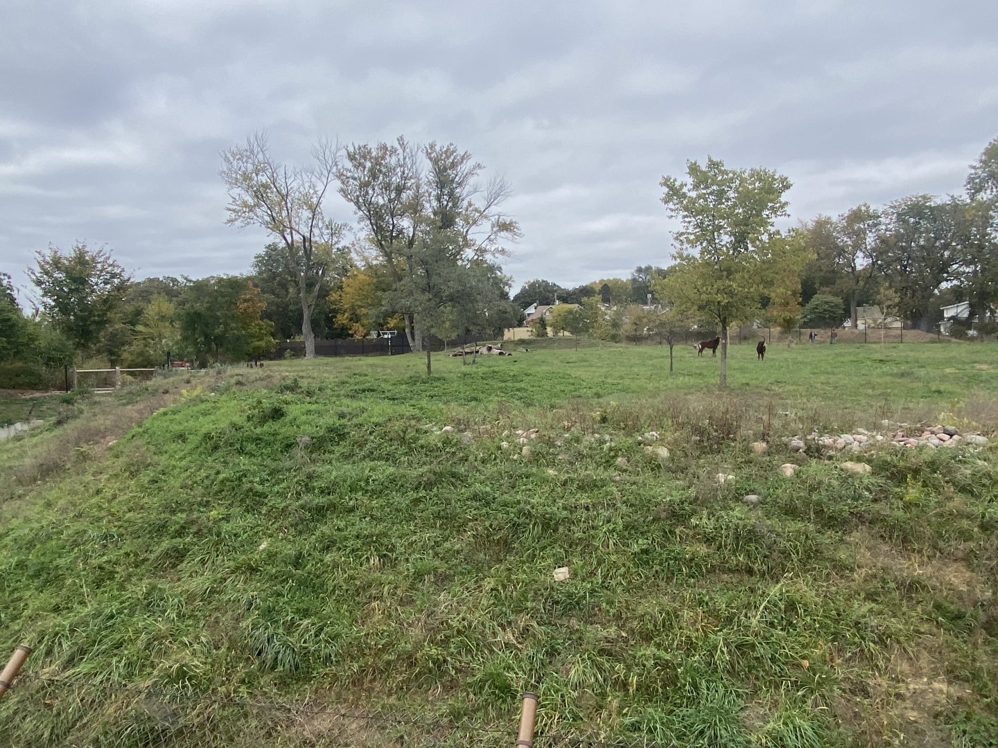 African Grasslands - Sable Antelope Exhibit