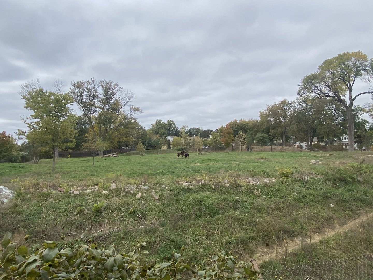 African Grasslands - Sable Antelope Exhibit