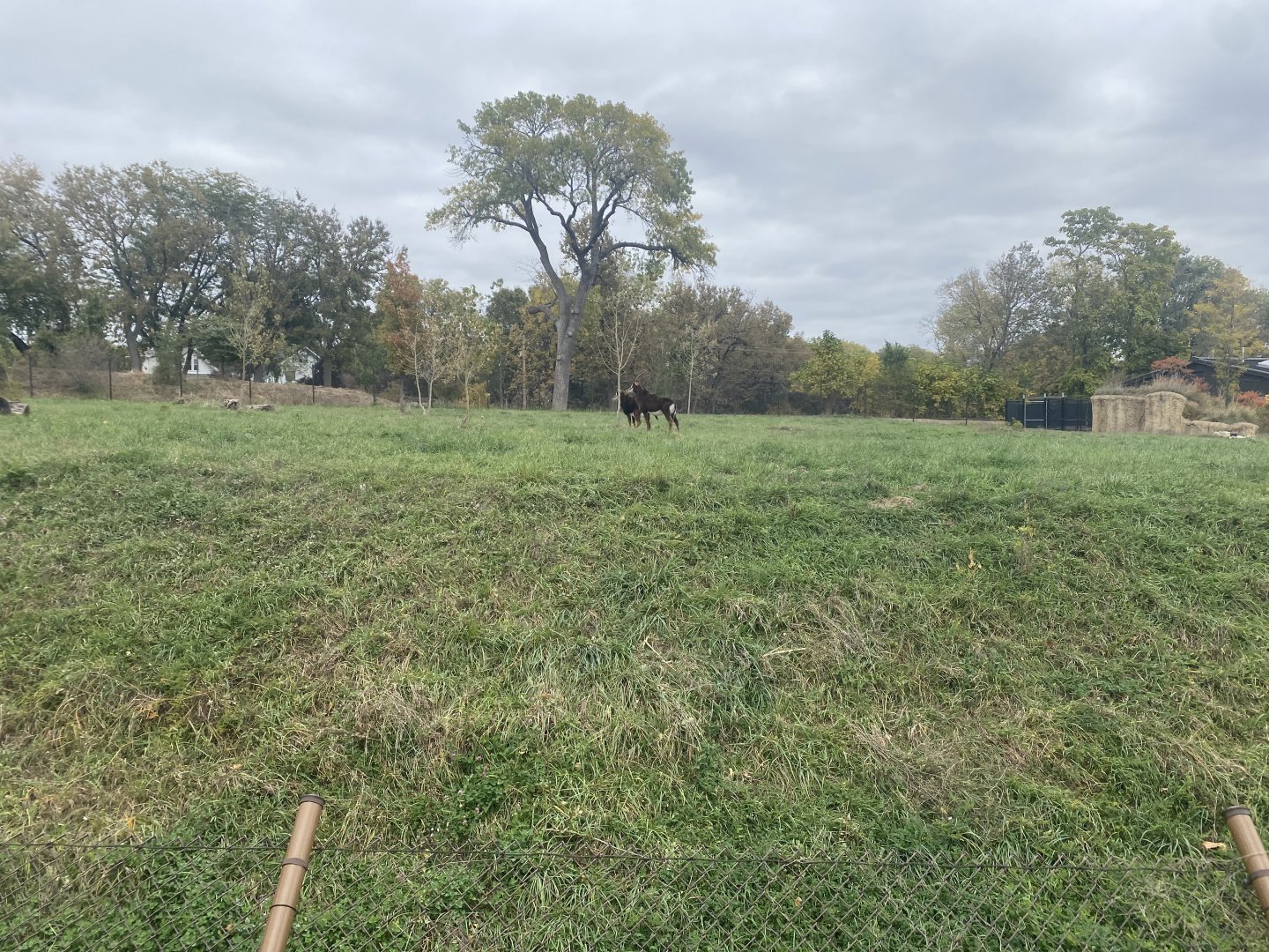 African Grasslands - Sable Antelope Exhibit