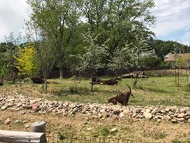 African Grasslands- Sable