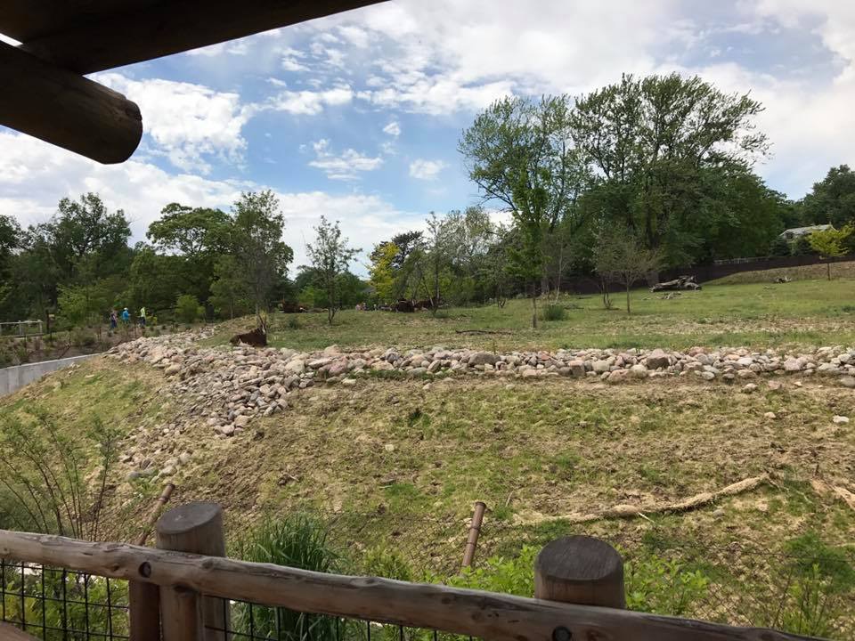 African Grasslands- Sable